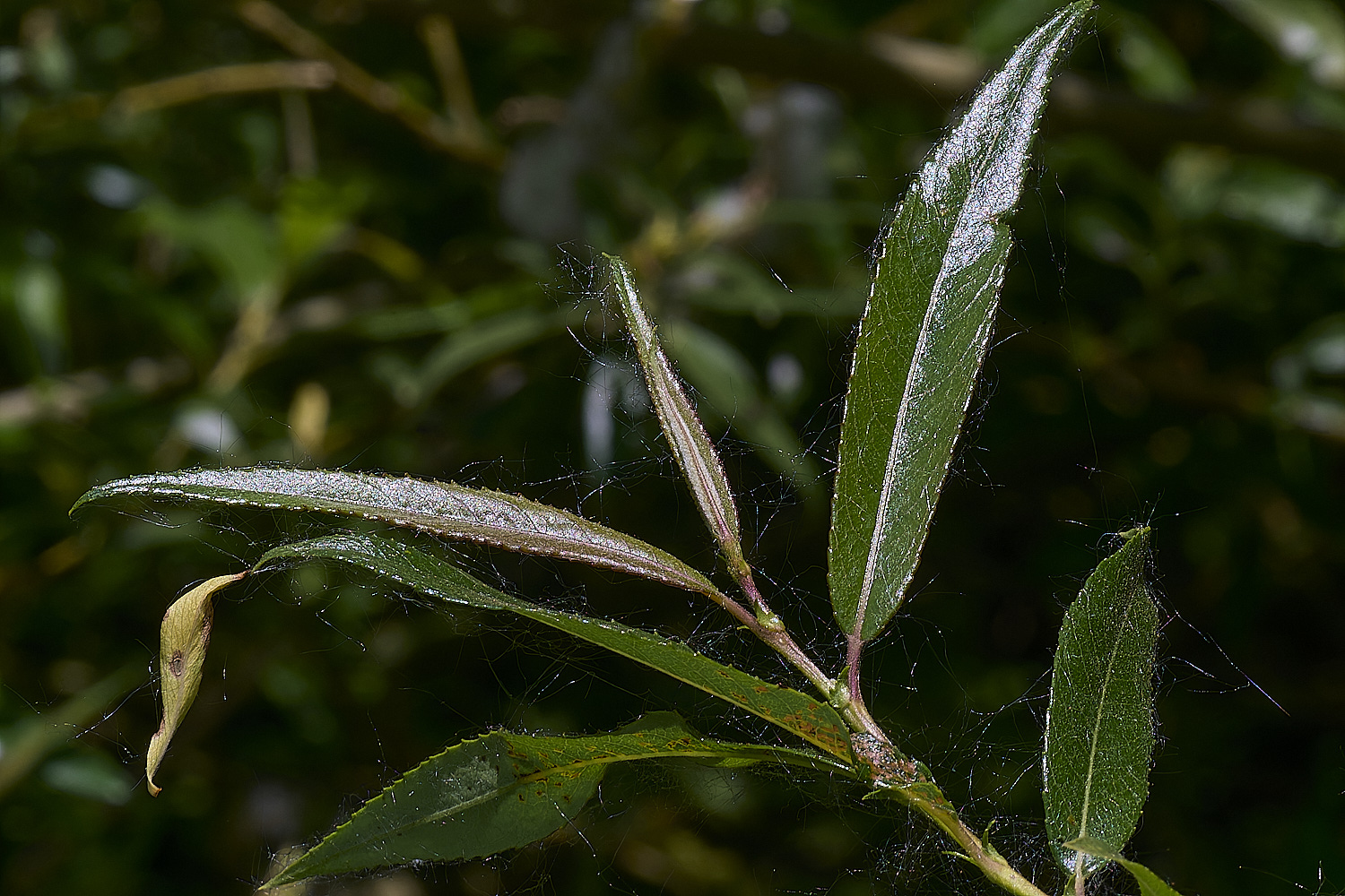 BartonTurfWillow190525-1