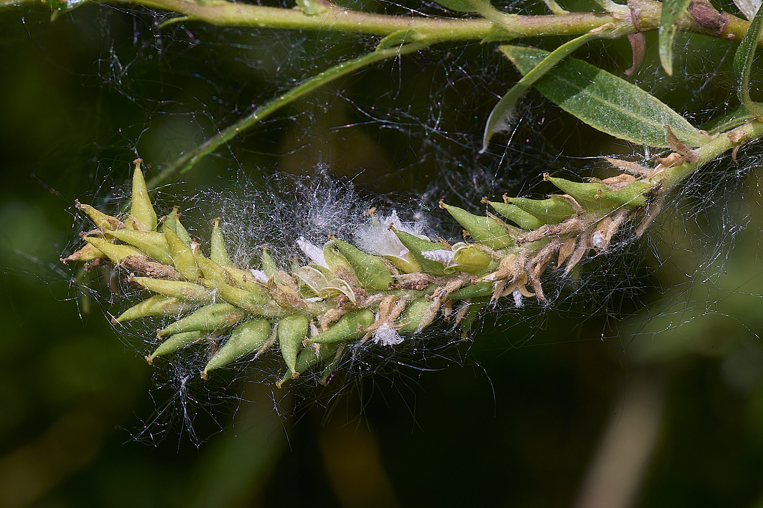 BartonTurfWillow190525-3