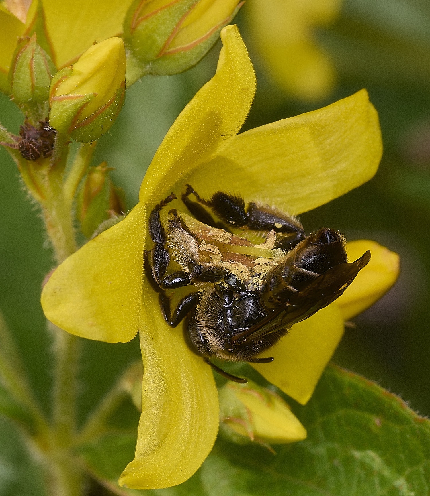 BeestonCommonYLB080825-3