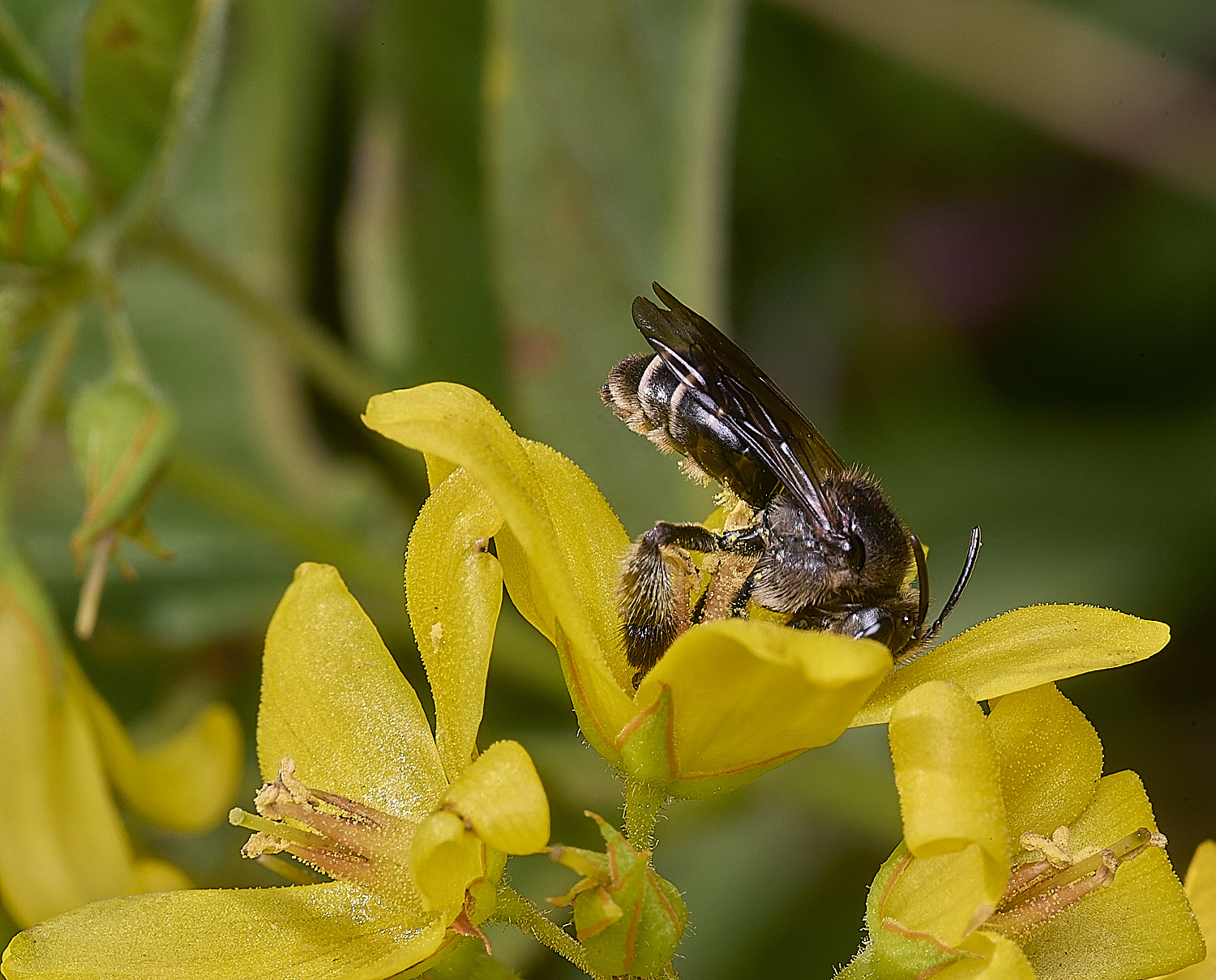 BeestonCommonYLB080825-4