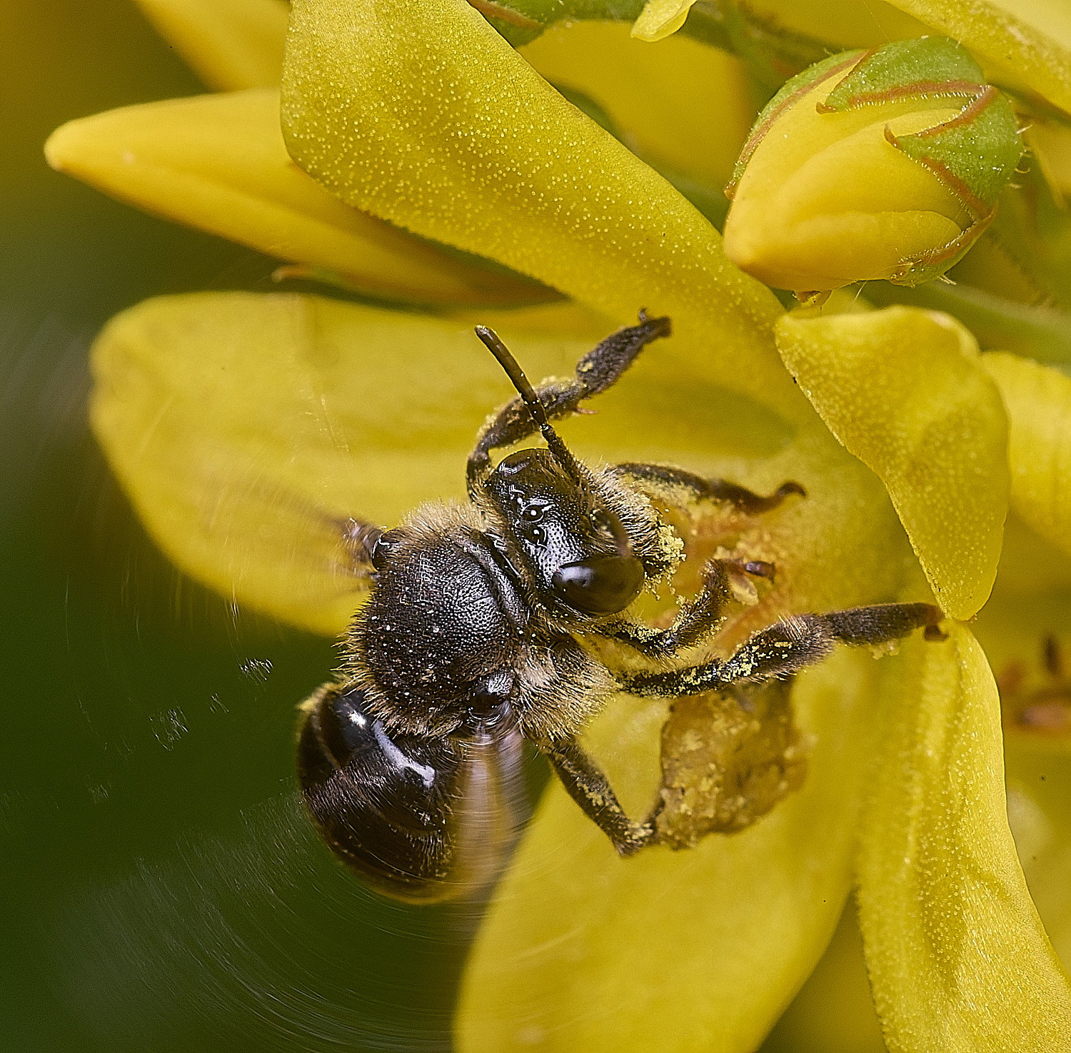 BeestonCommonYLB080825-5