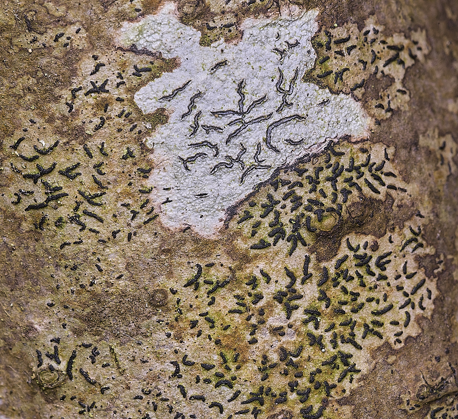 BlackmoorCopeScritPichne2251125-1