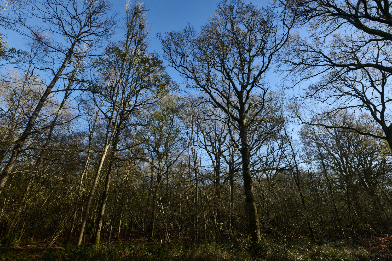 BlackmoorCopse241125-3