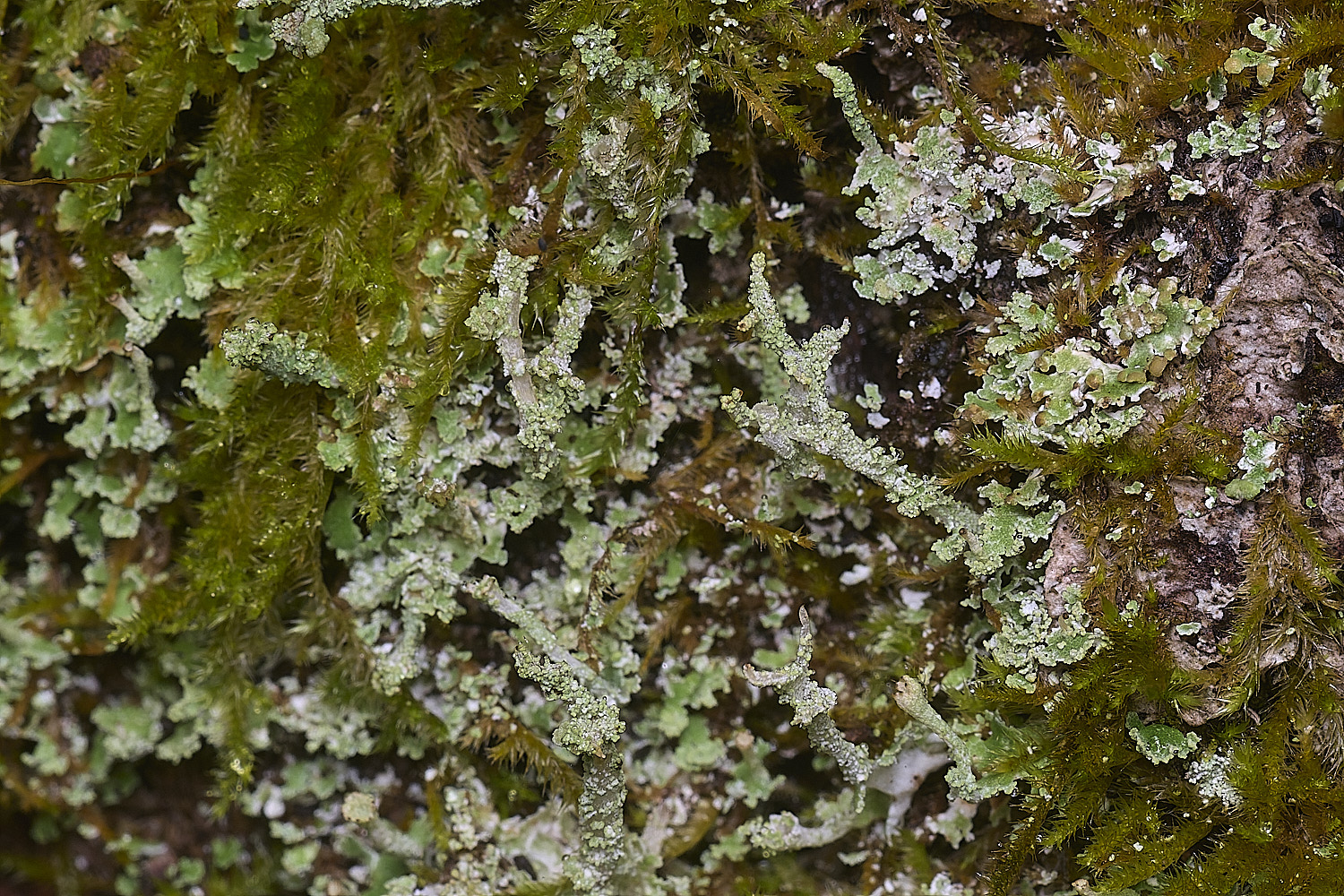 BlackmoorCopseCladonia251125-1