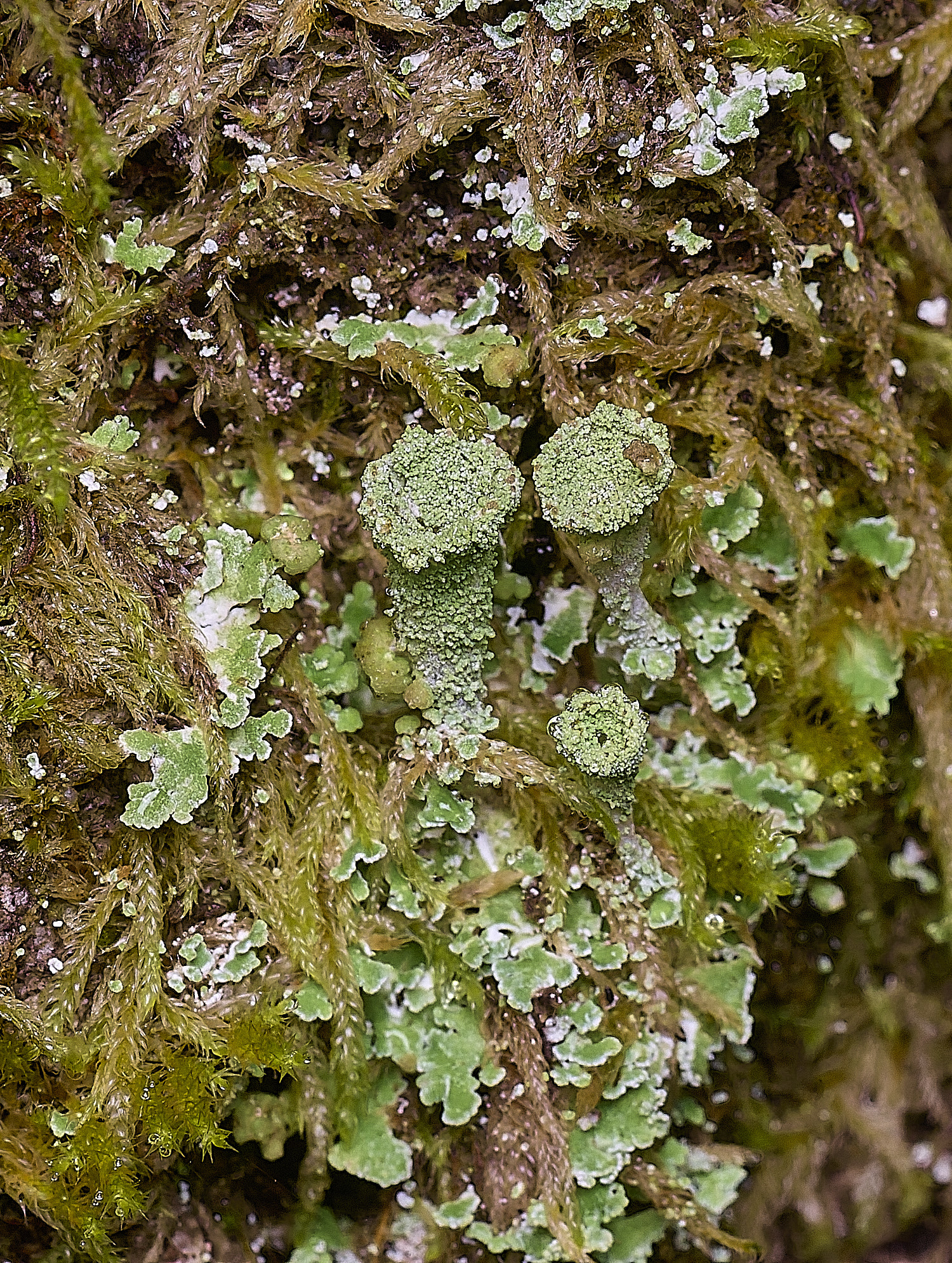 BlackmoorCopseCladonia251125-2