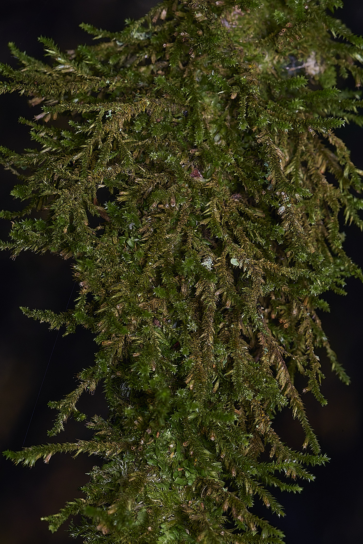 BlackmoorCopseCryphea251125-1