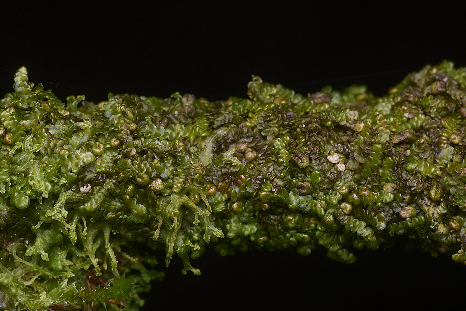 BlackmoorCopseFrullenia251125-1