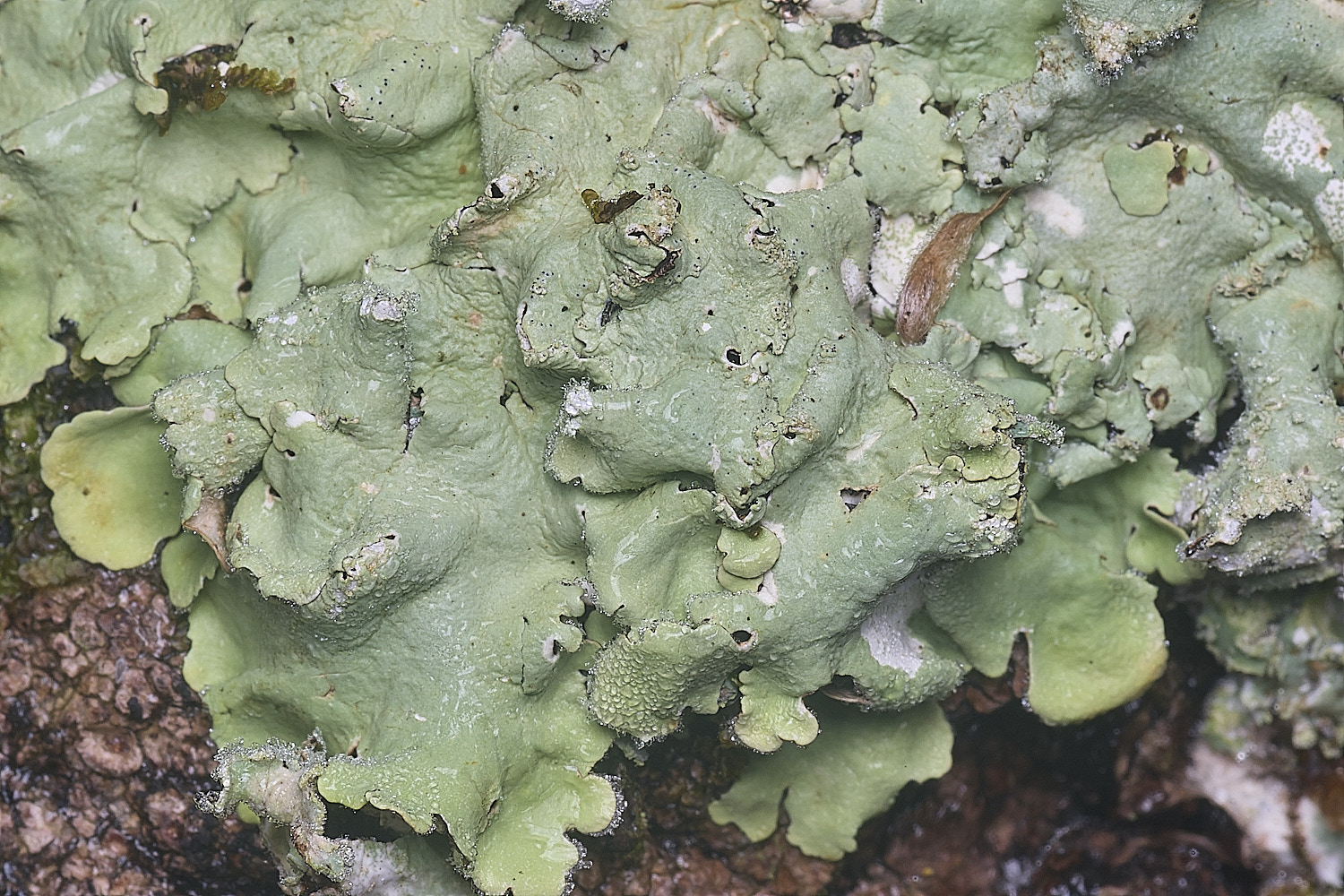 BlackmoorCopseLichen1251125-1