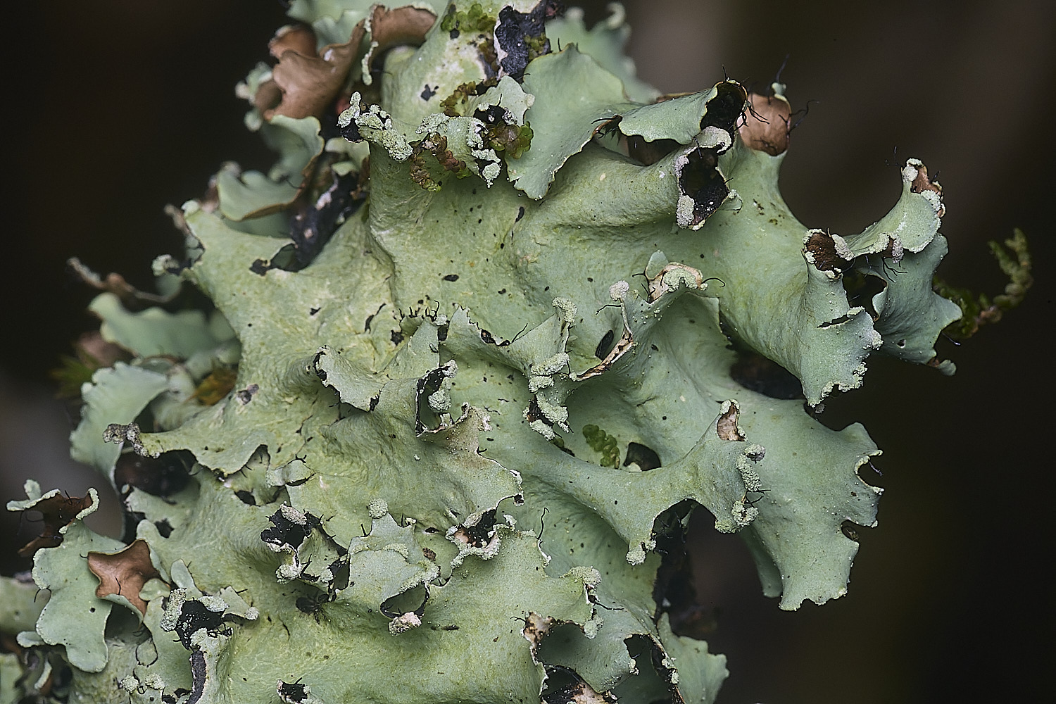 BlackmoorCopseLichen1251125-3