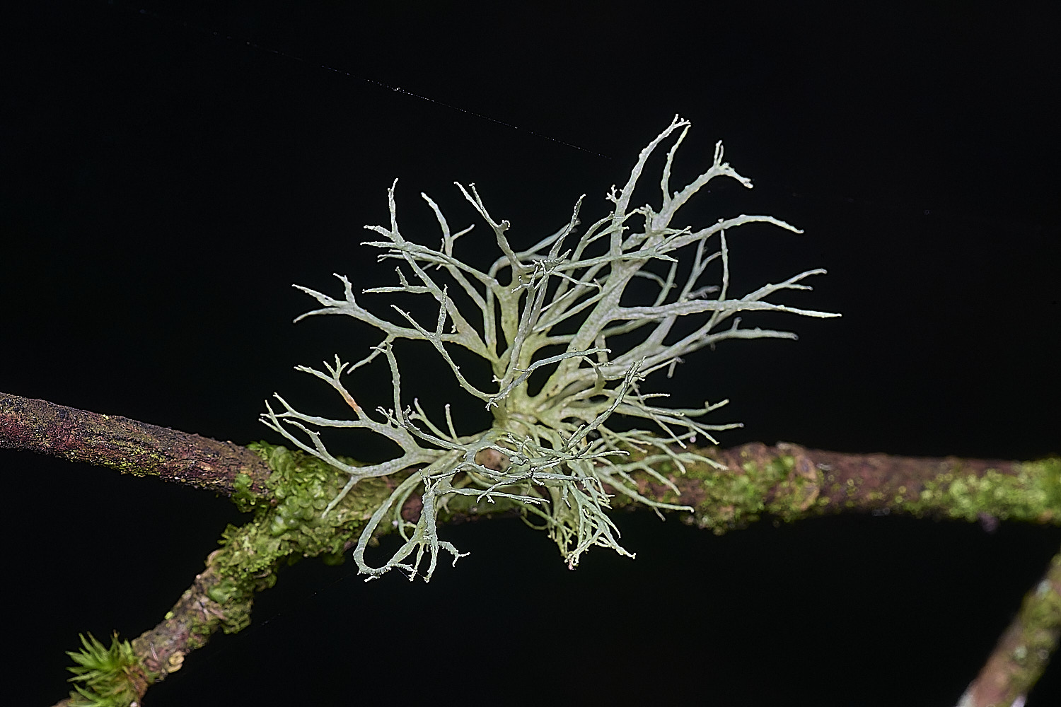 BlackmoorCopseLichen2251125-1