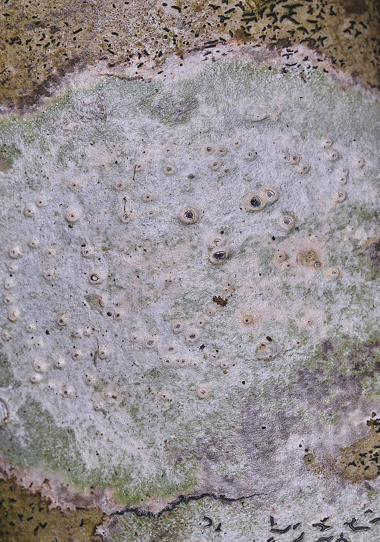 BlackmoorCopseLichen3251125-1