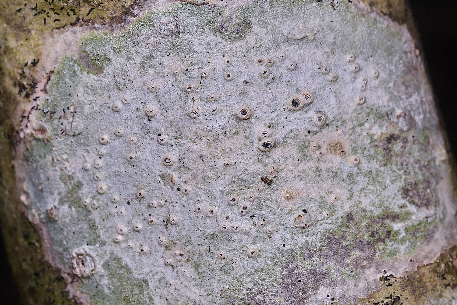 BlackmoorCopseLichen3251125-2