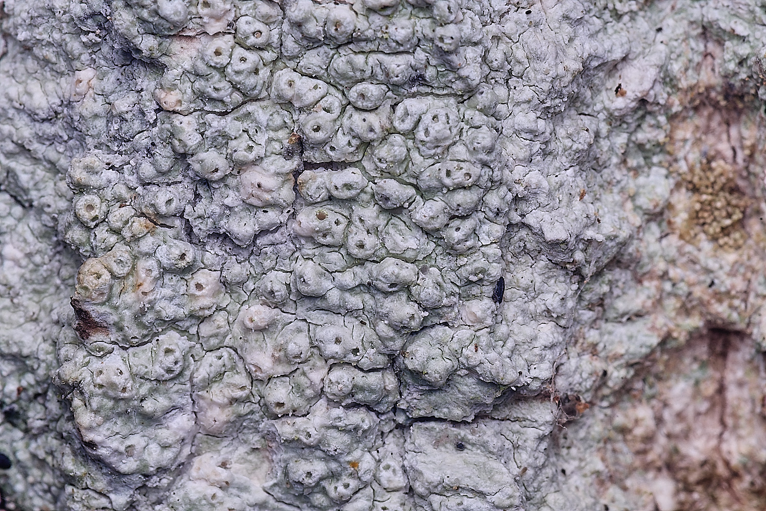 BlackmoorCopsePertussaria251125-1