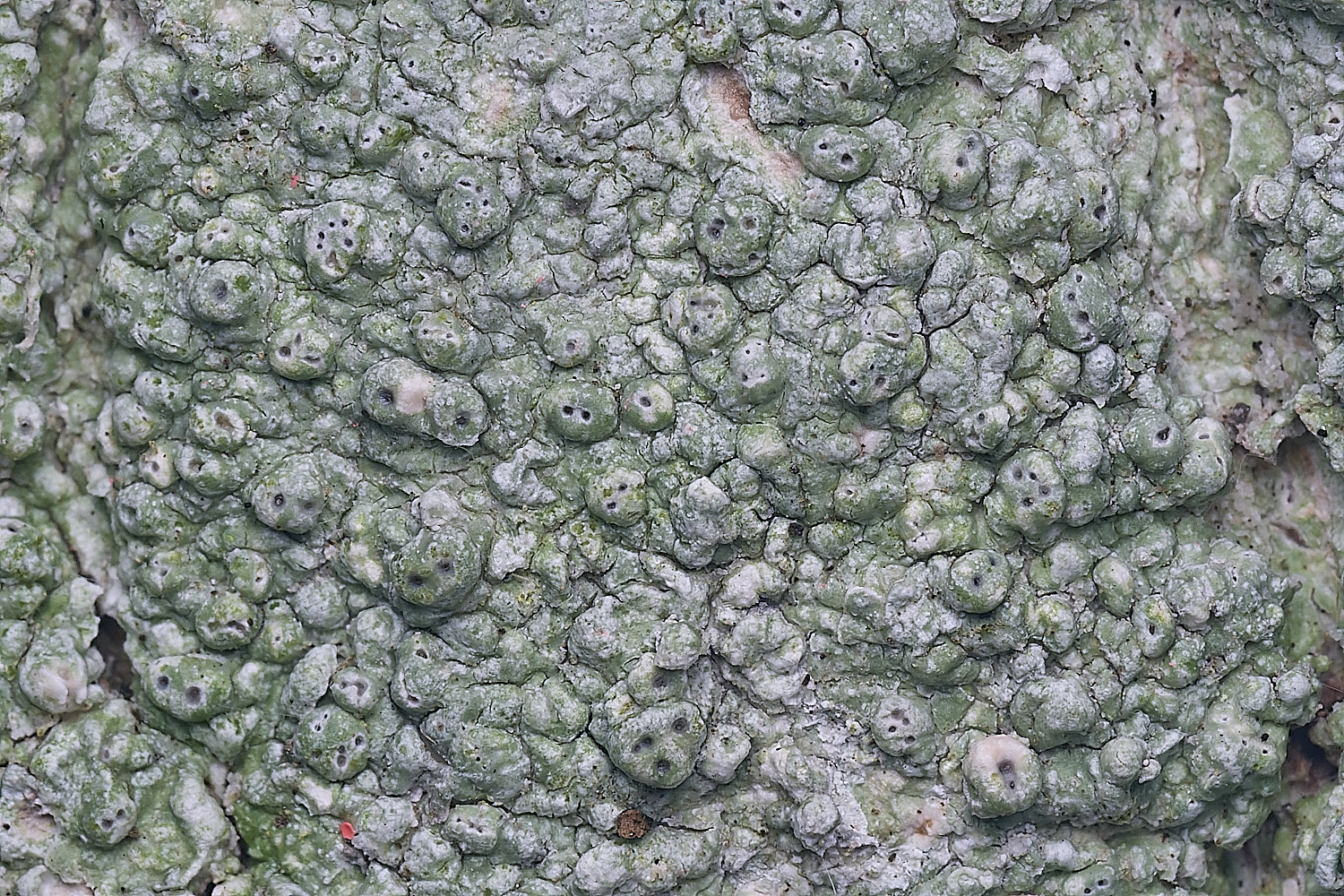 BlackmoorCopsePertussaria251125-2