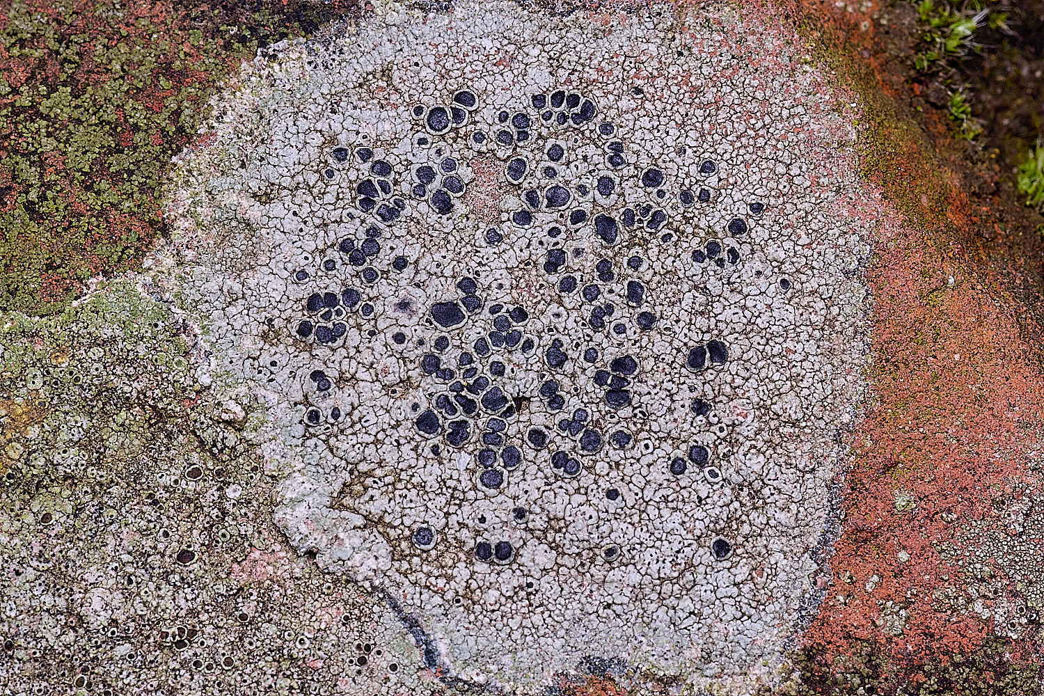 BlakeneyLichen1081125-1