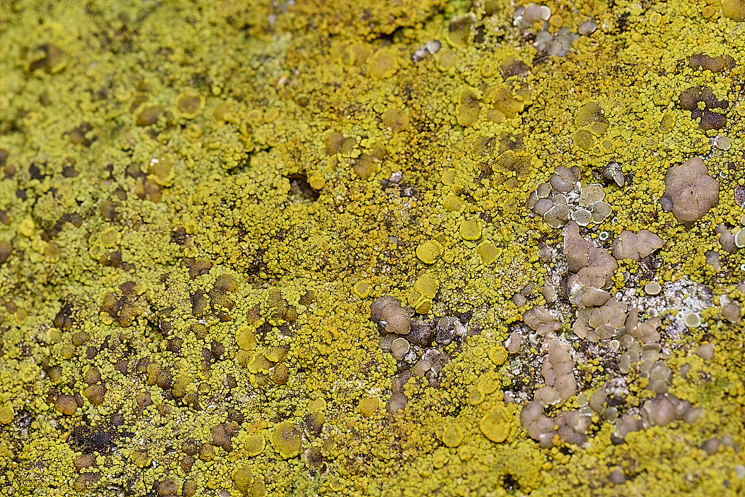 BlakeneyLichen2081125-1