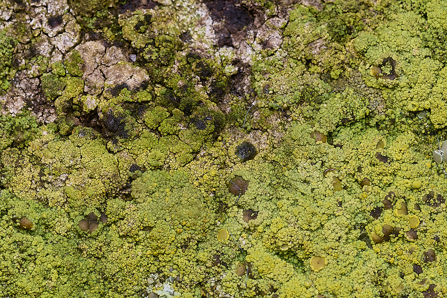 BlakeneyLichen2081125-2