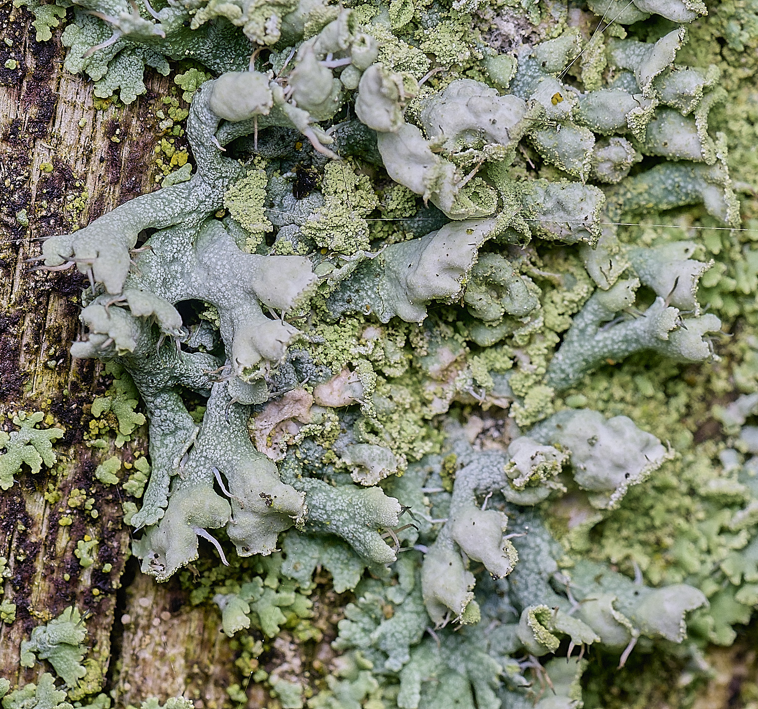 BlakeneyLichen3081125-1