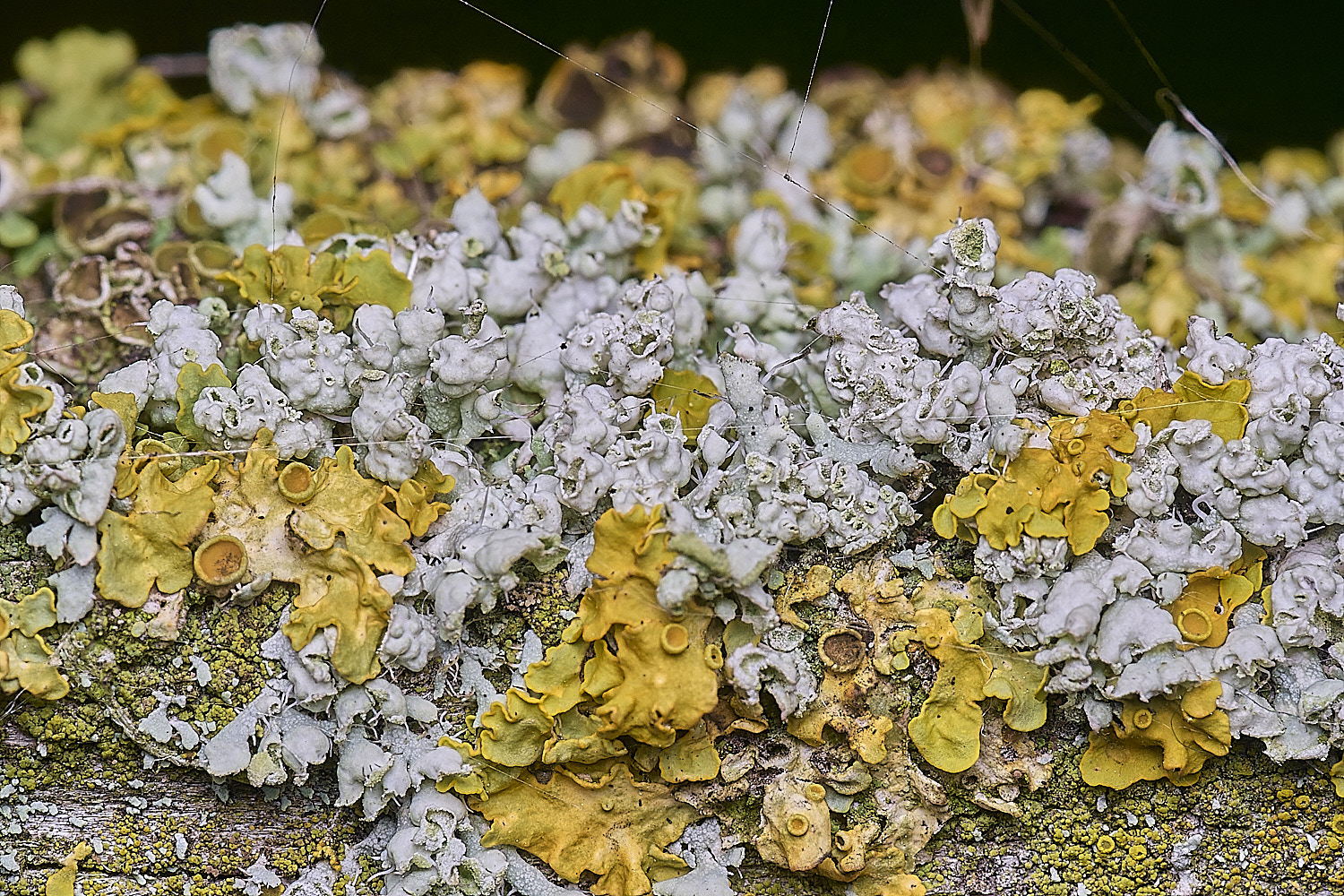 BlakeneyLichen3081125-2