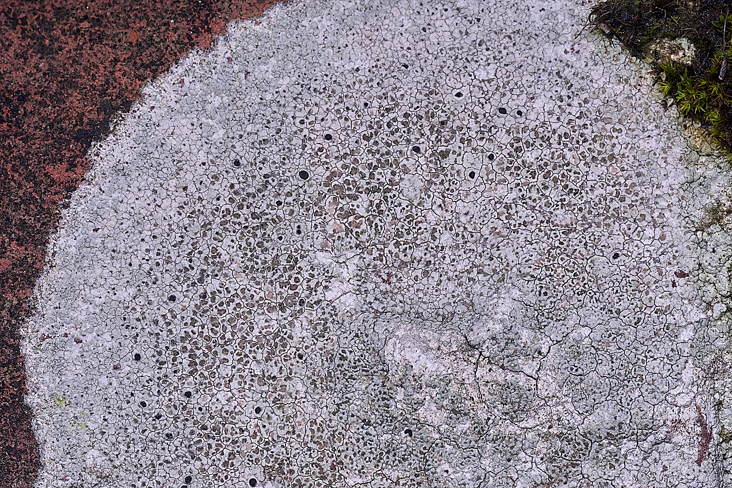 BlakeneyLichen4081125-1