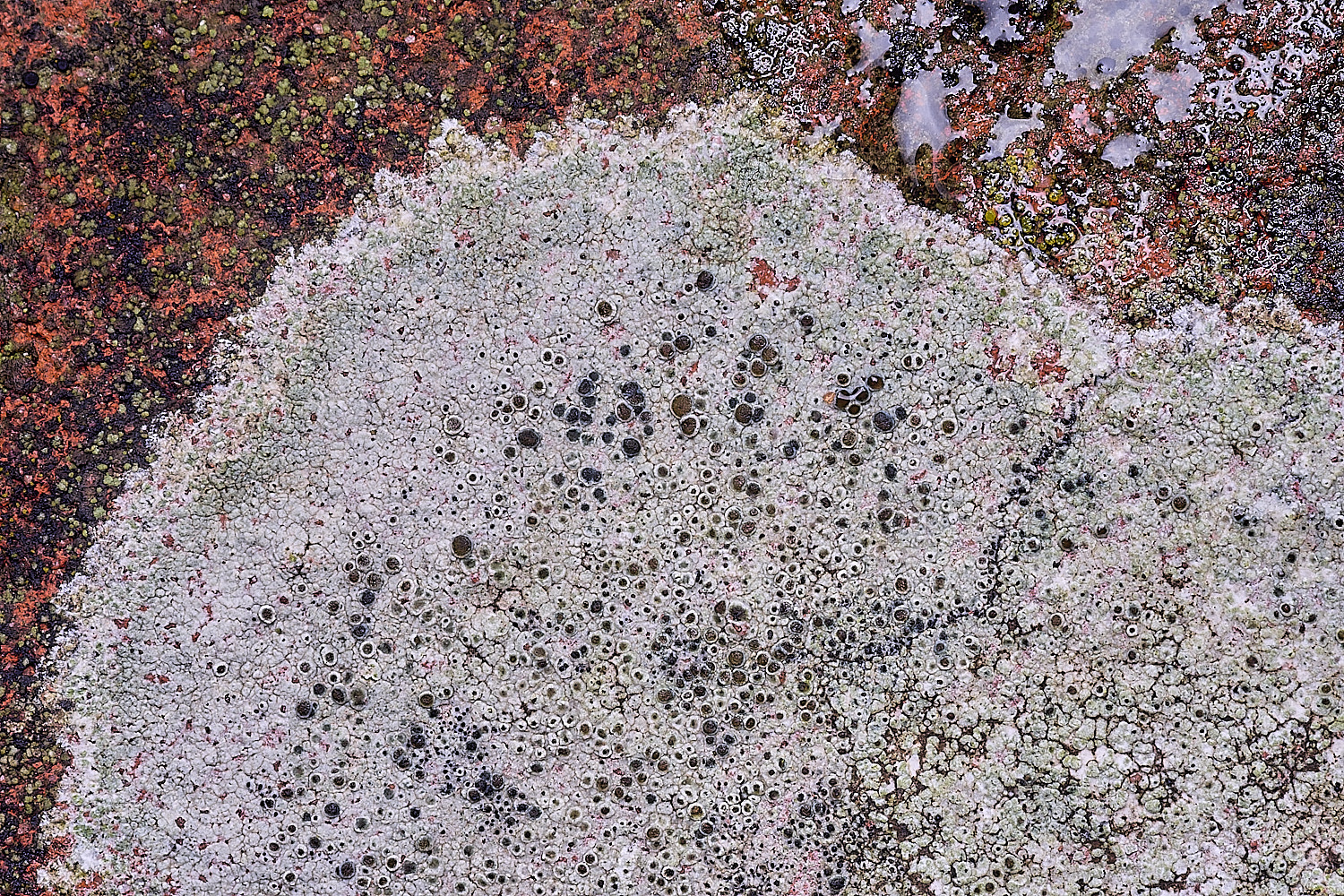 BlakeneyLichen4081125-2
