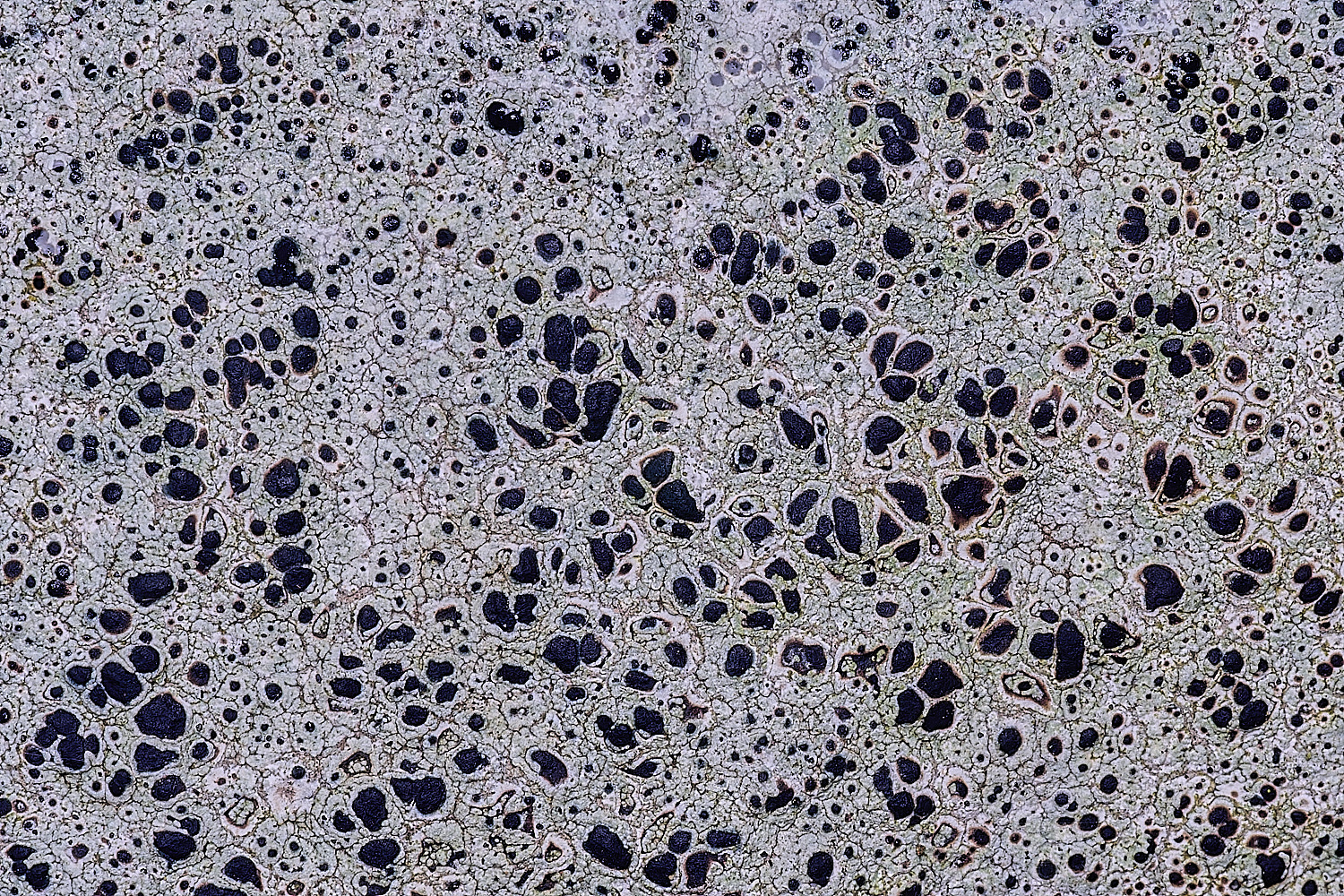 BlakeneyLichen5081125-1