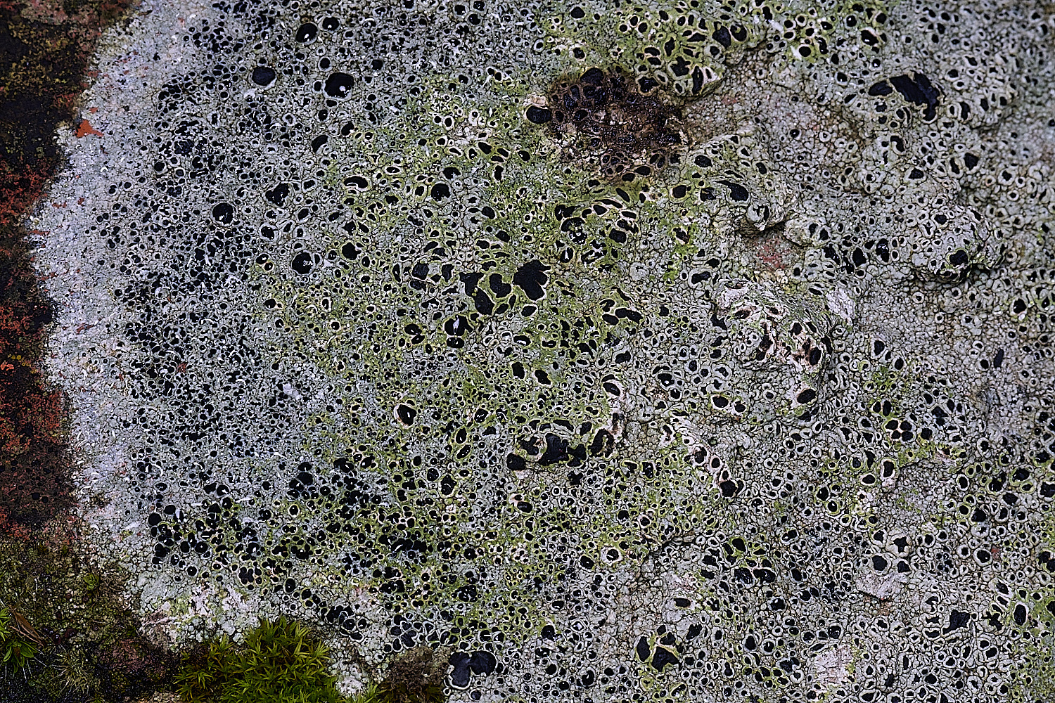 BlakeneyLichen5081125-3
