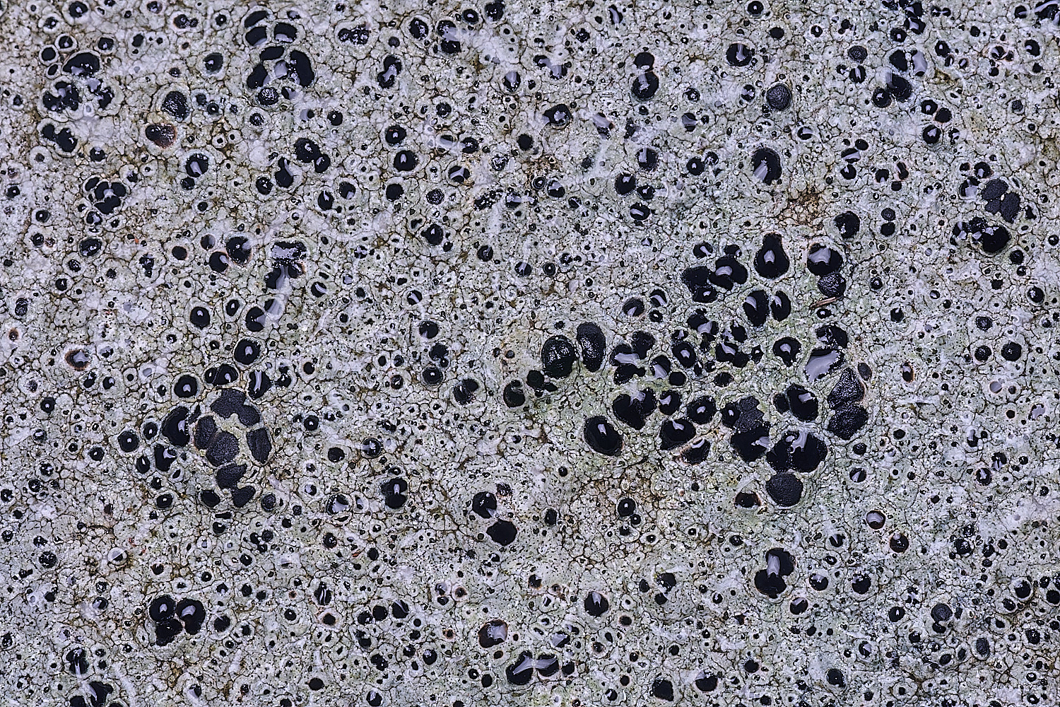 BlakeneyLichen5081125-4