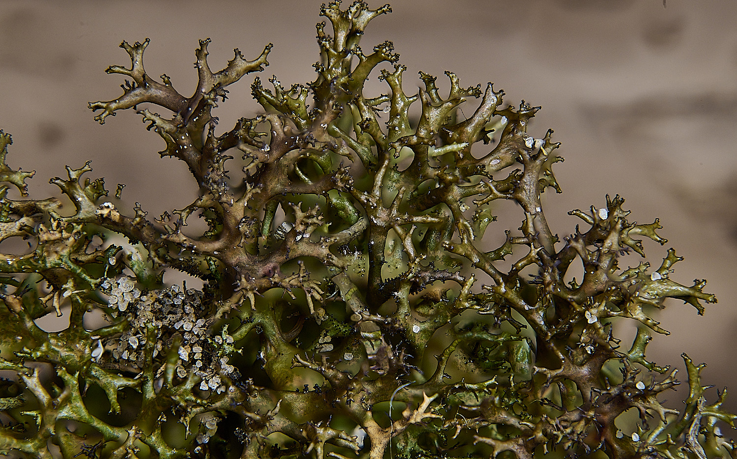 BlakeneyPointCaculeata190925-1