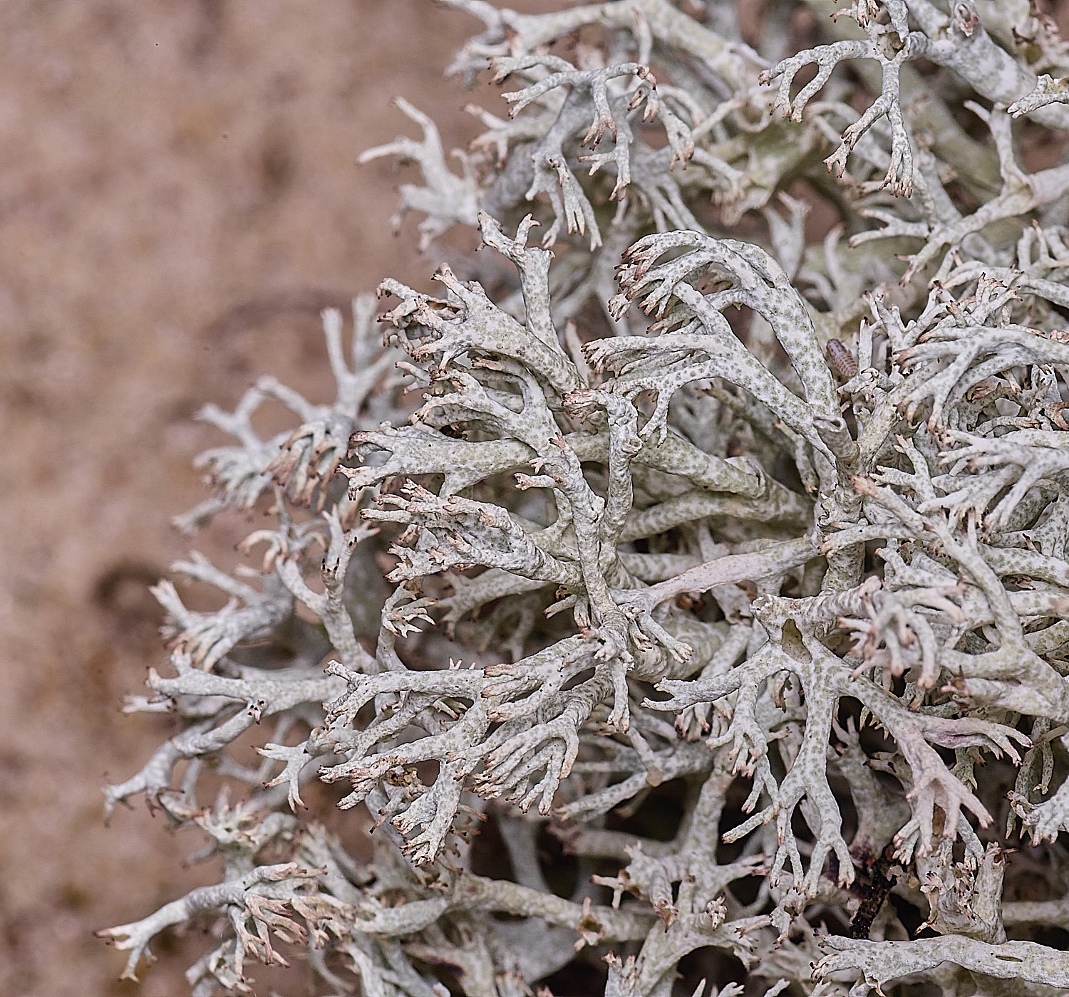 BlakeneyPointCarbuscula190925-1