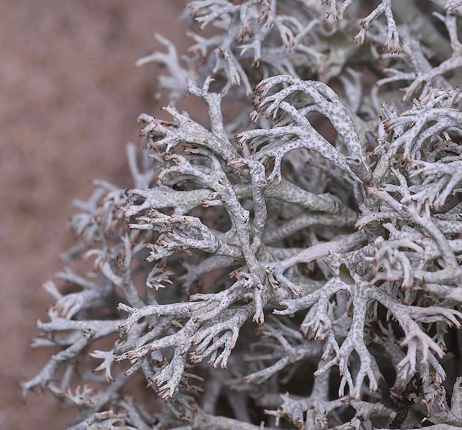 BlakeneyPointCarbuscula190925-2