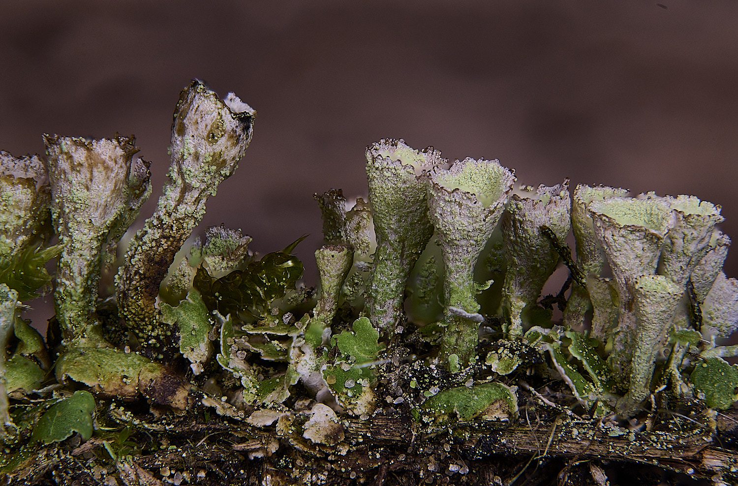 BlakeneyPointCladoniaSp190925-1