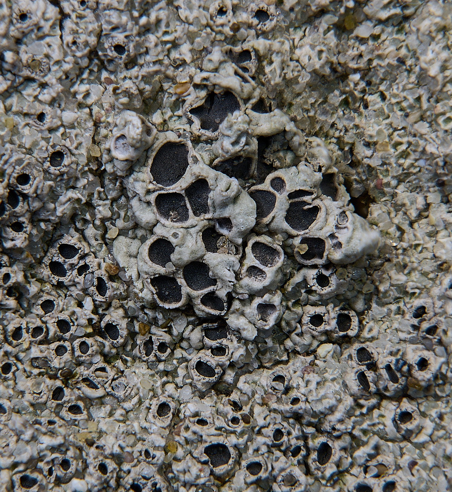 BlakeneyPointDiploschistes190925-3