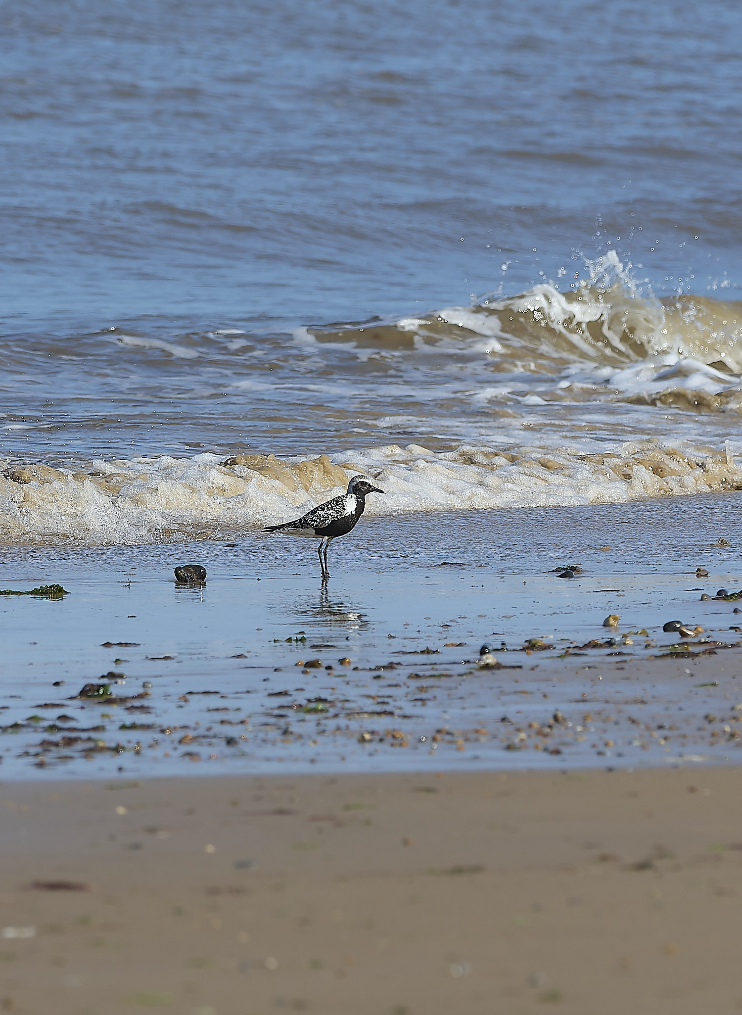 BlakeneyPointGreyPlover190925-1