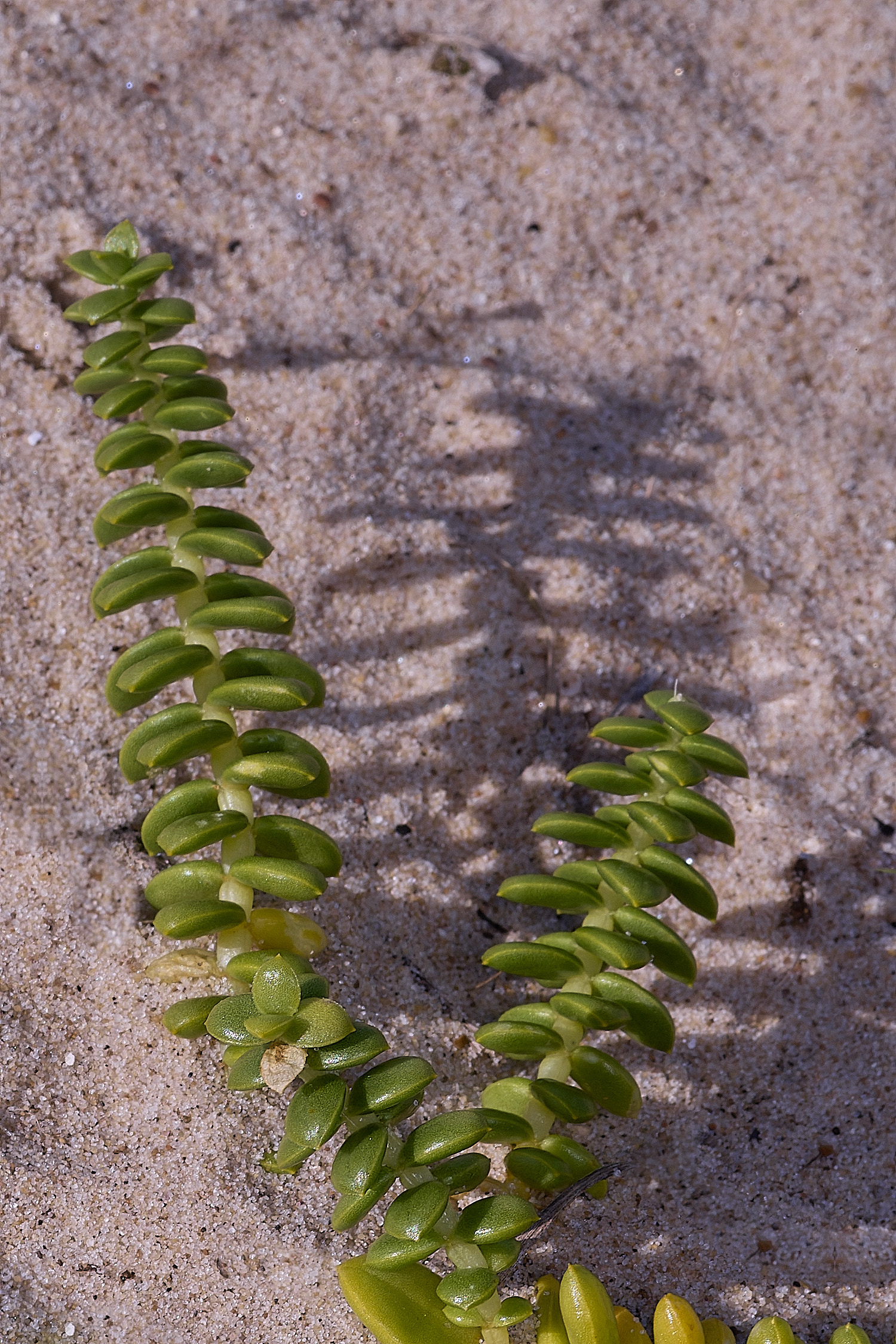 BlakeneyPointHpeploides190925-3