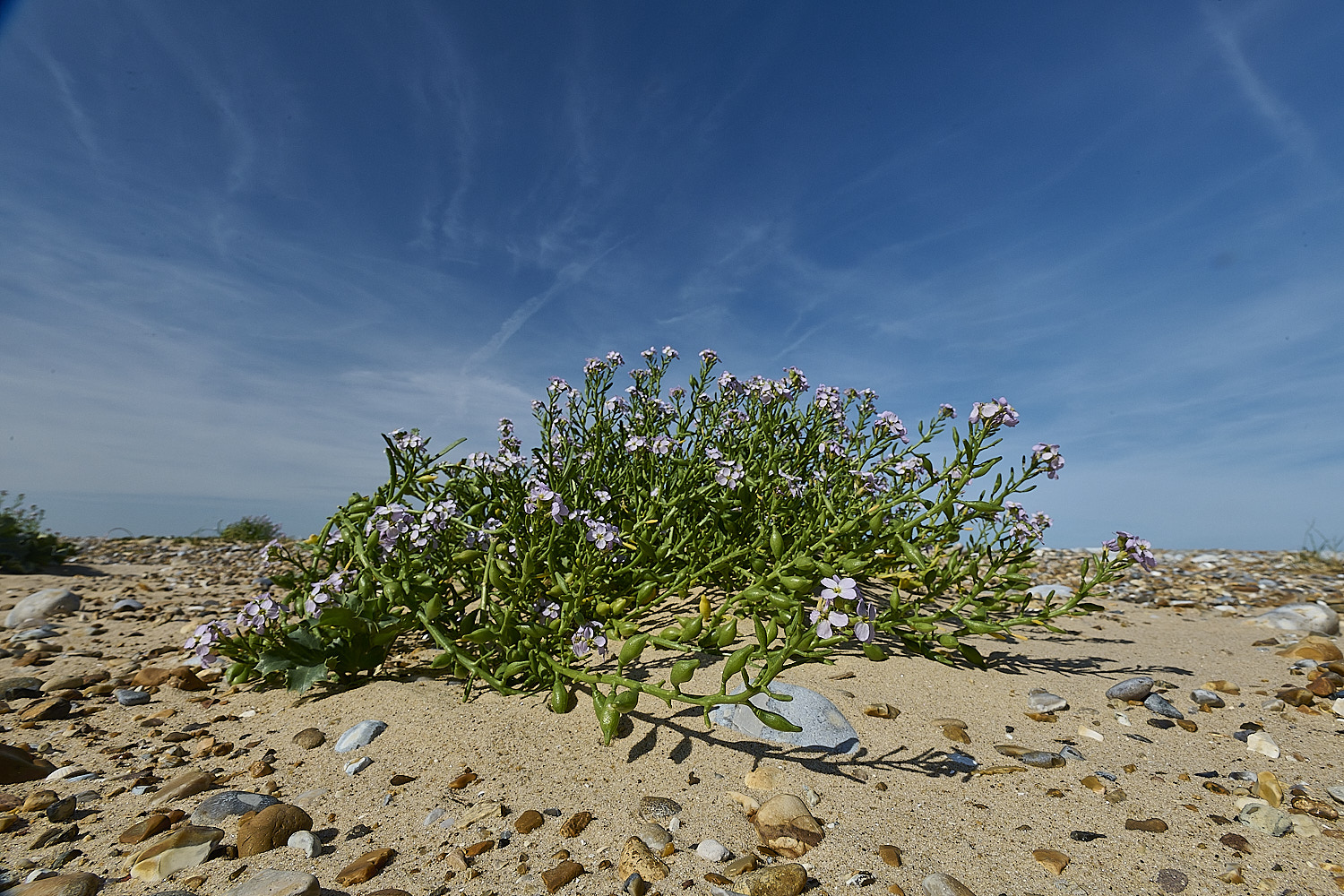BlakeneyPointPalemauve190925-1
