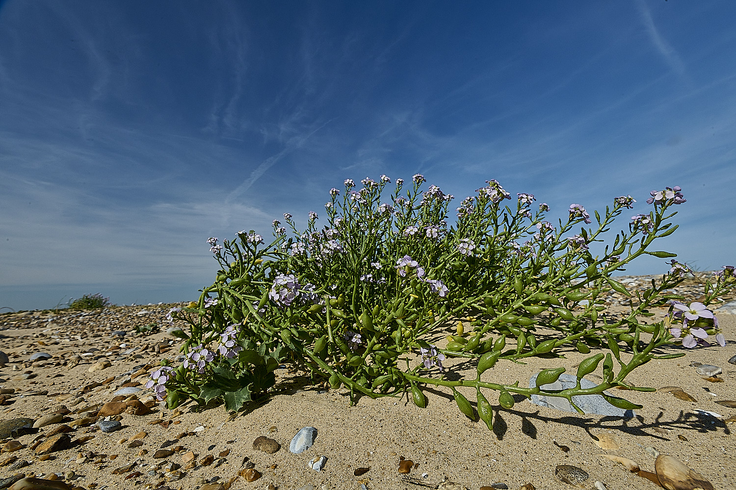 BlakeneyPointPalemauve190925-2