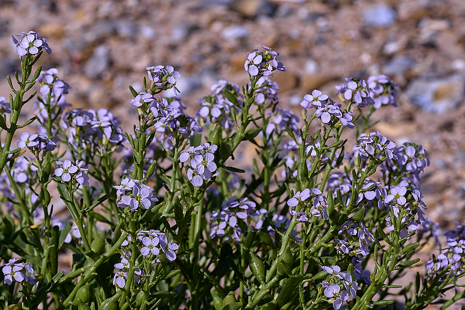 BlakeneyPointPalemauve190925-3