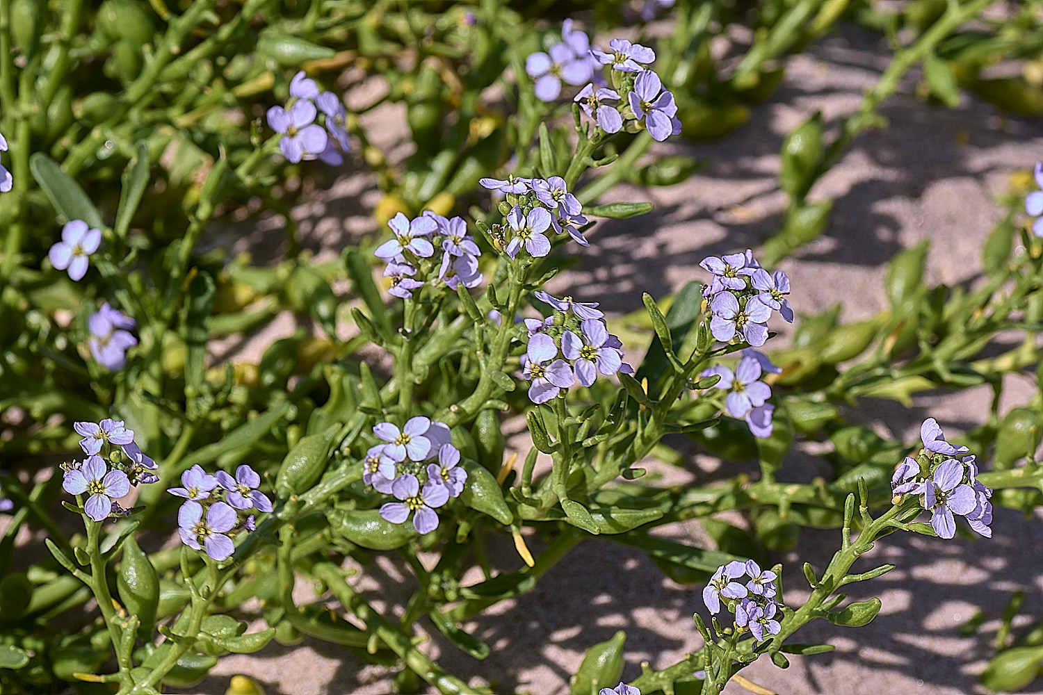 BlakeneyPointPalemauve190925-4