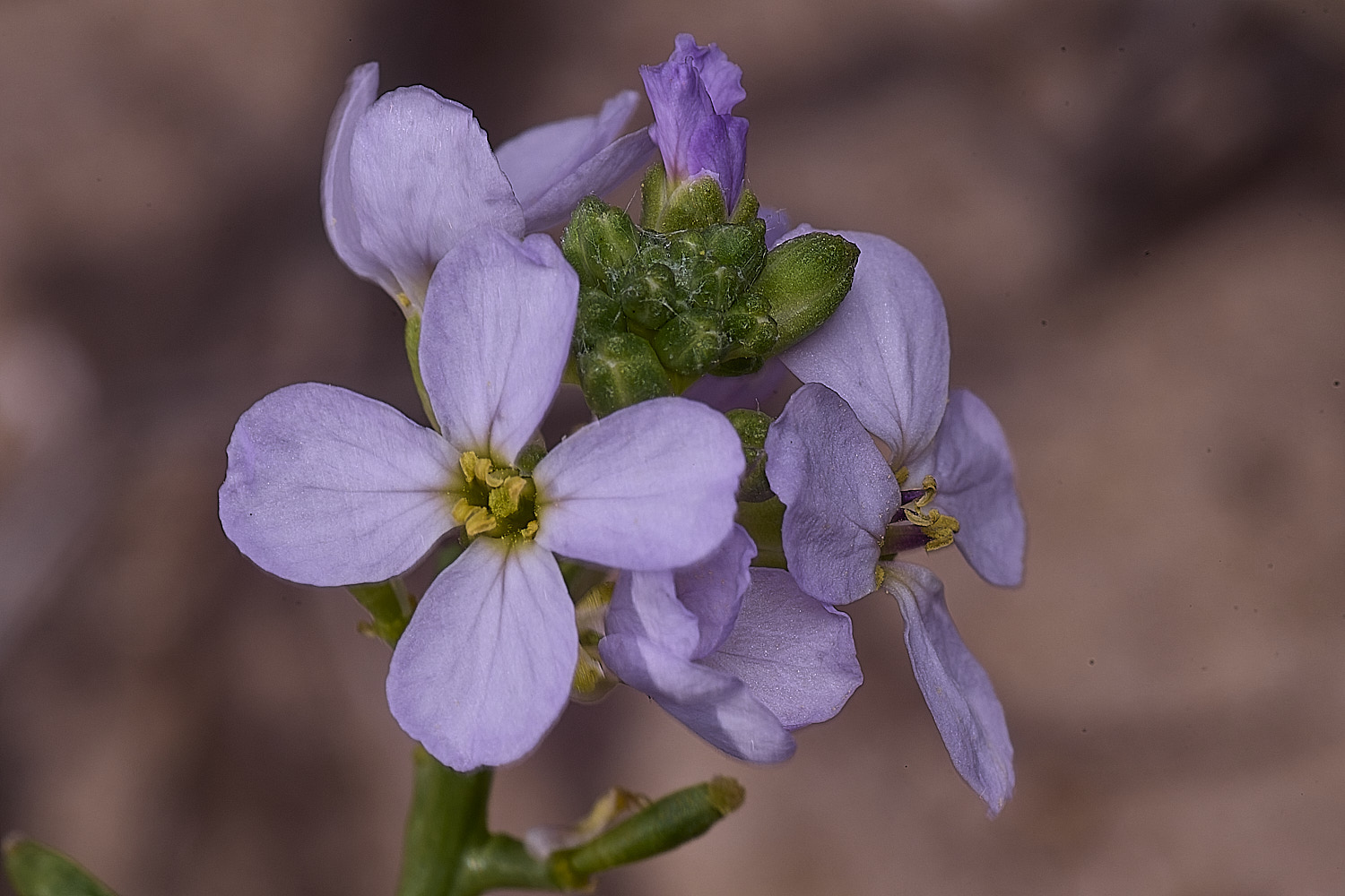 BlakeneyPointPalemauve190925-5