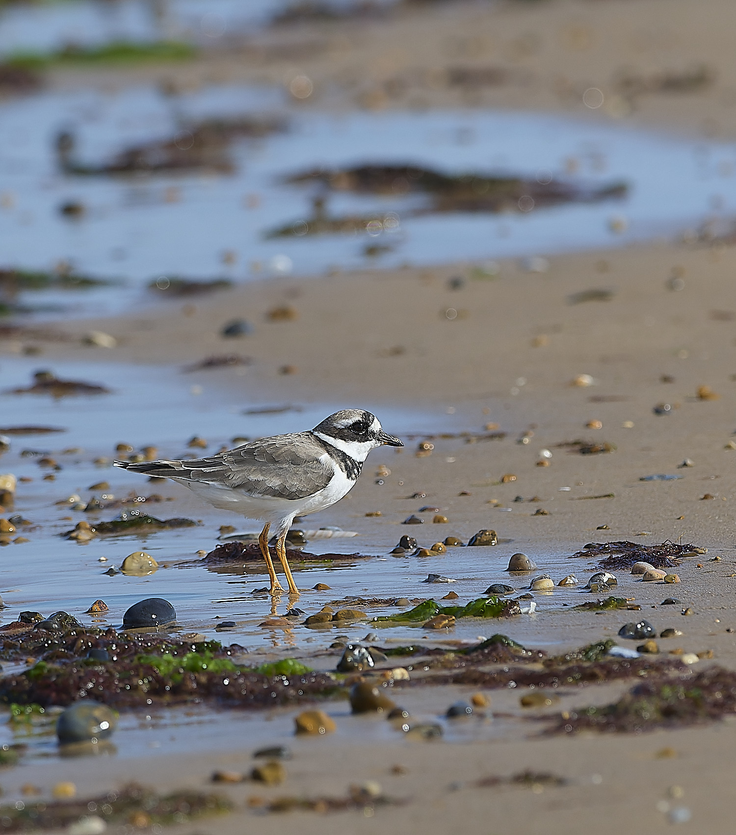 BlakeneyPointRingedPlover190925-1