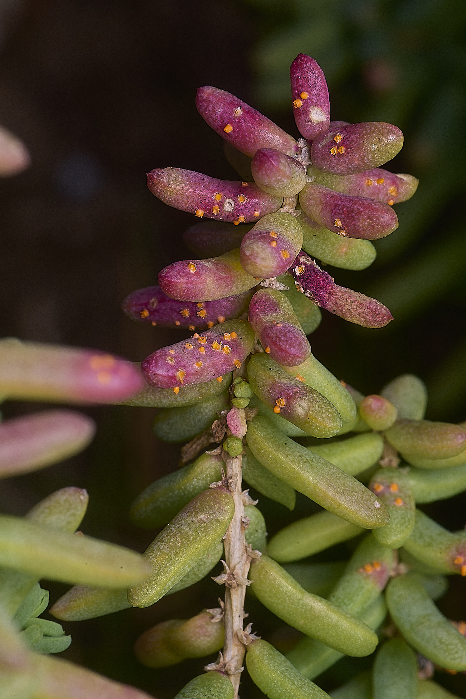 BlakeneyPointShrubbySeaBlight190925-2