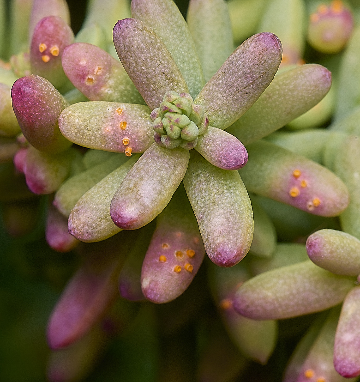 BlakeneyPointShrubbySeaBlight190925-3