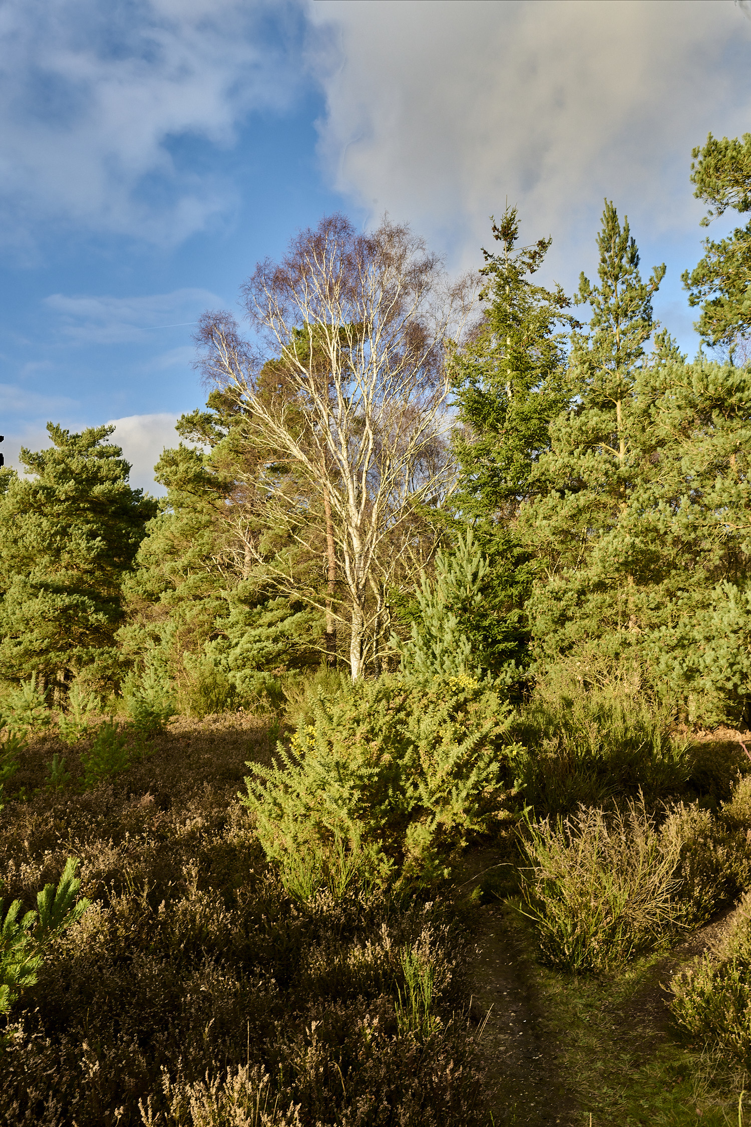 CawstonHeath301225-2