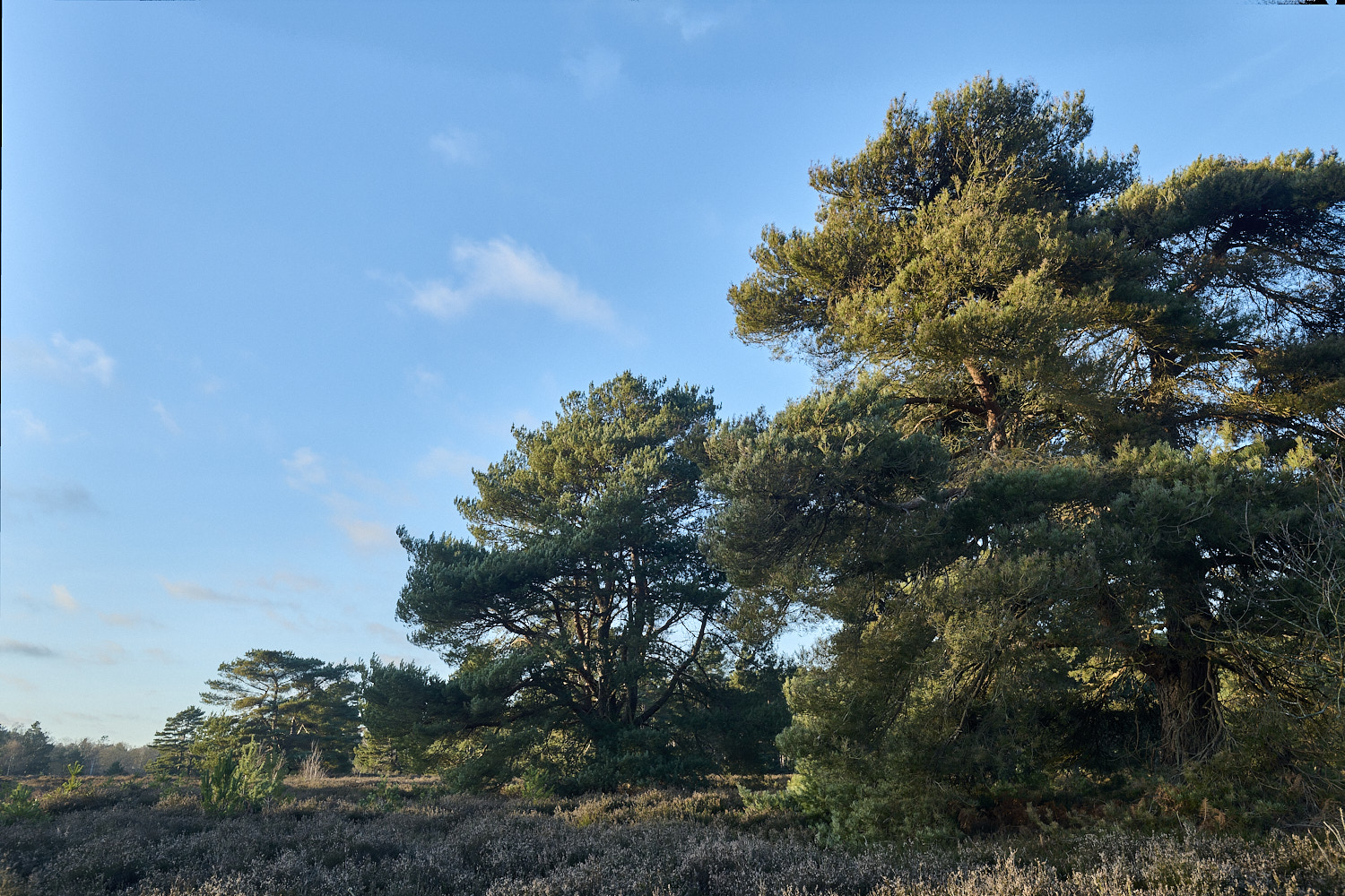 CawstonHeath301225-3