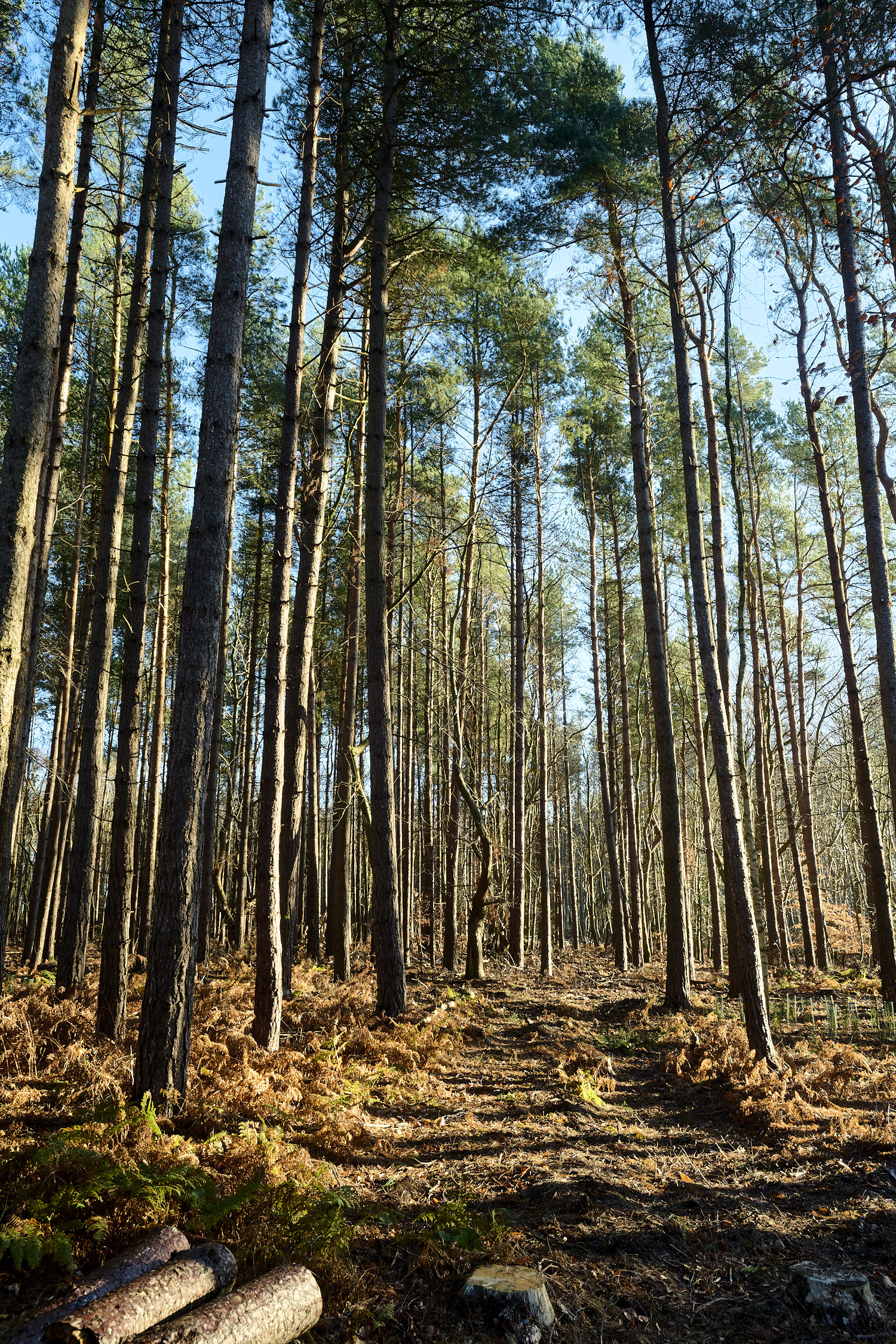 CawstonHeath311225-2