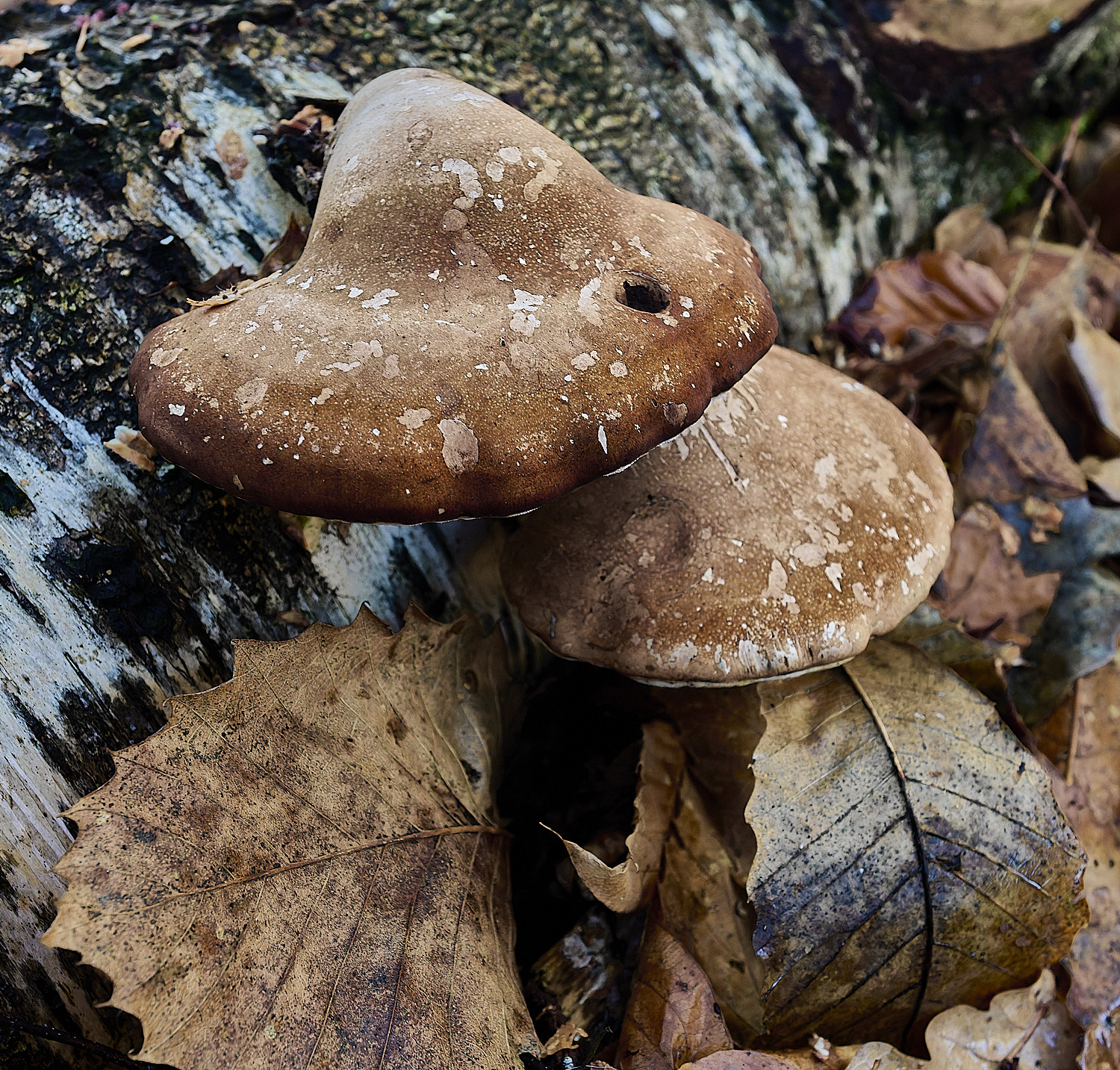 CawstonHeathBirchPolypore311225-1
