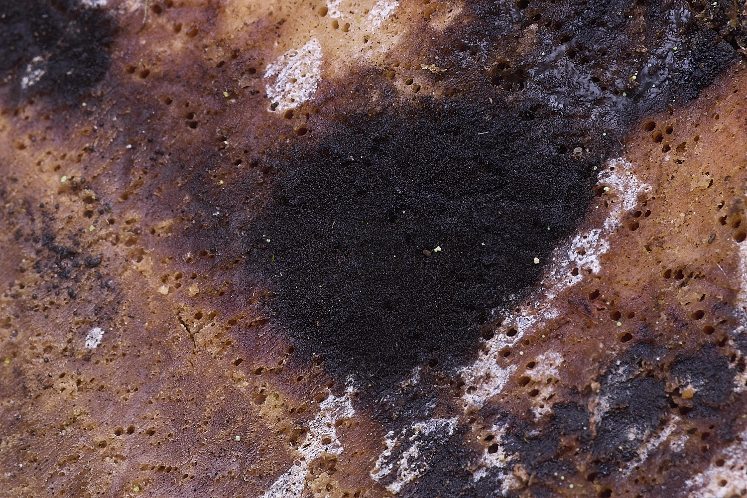 CawstonHeathBlackballs311225-2