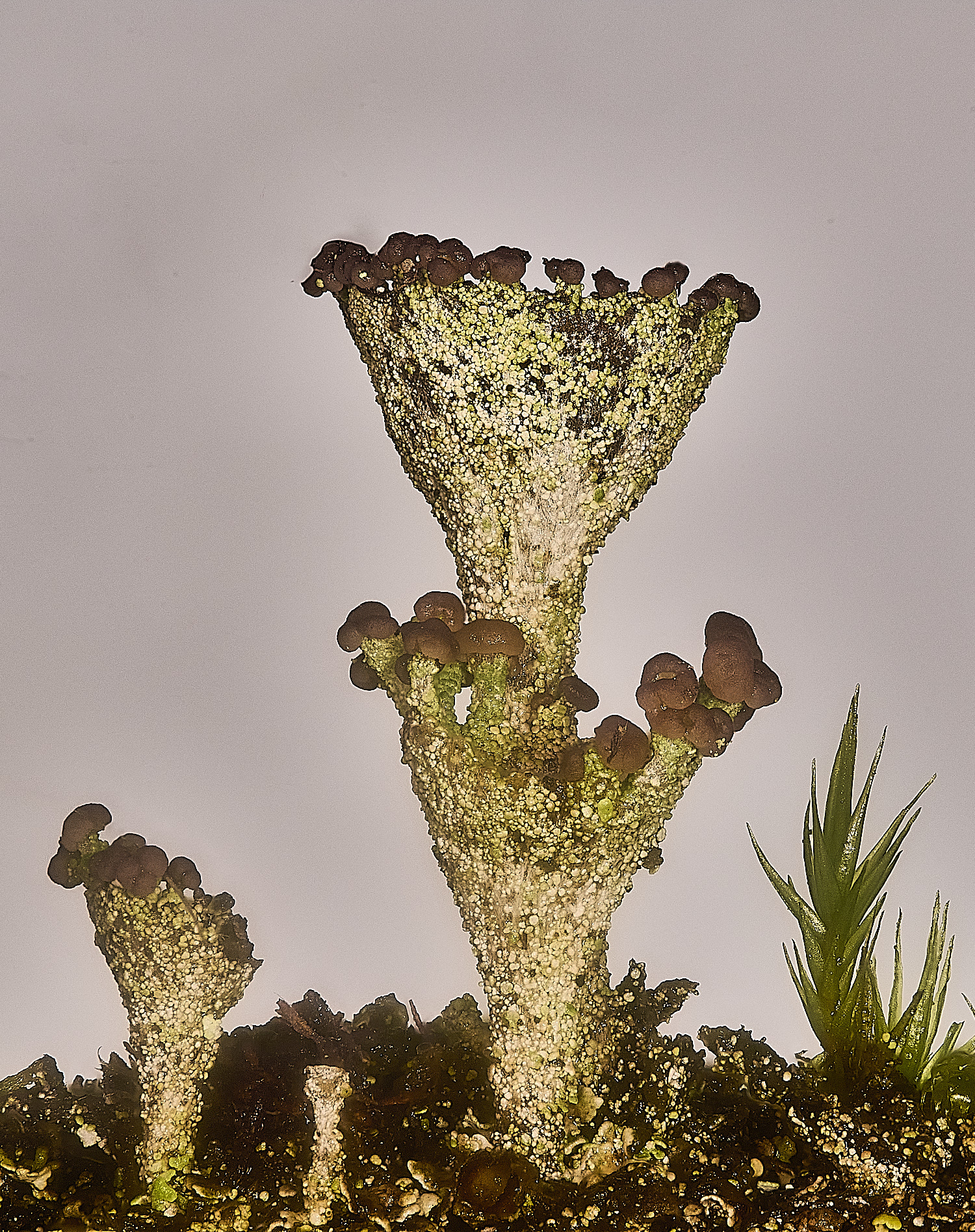 CawstonHeathCchlorophaea301225-1 1