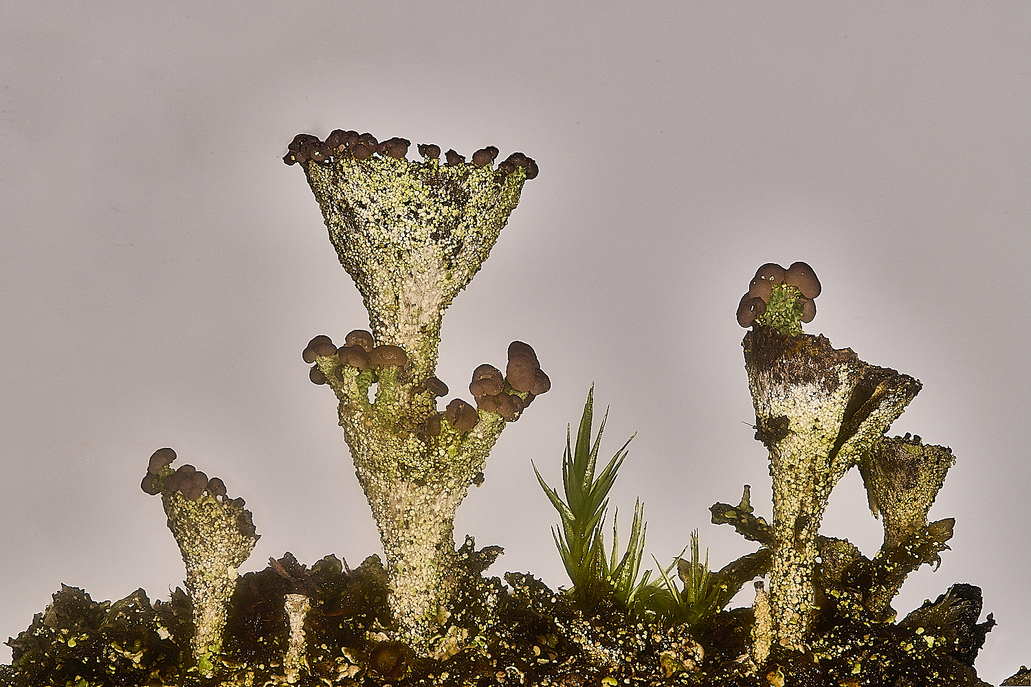 CawstonHeathCchlorophaea301225-1